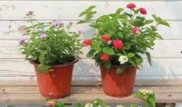 中单打野最新爆料视频,揭秘游戏新格局与英雄新动向